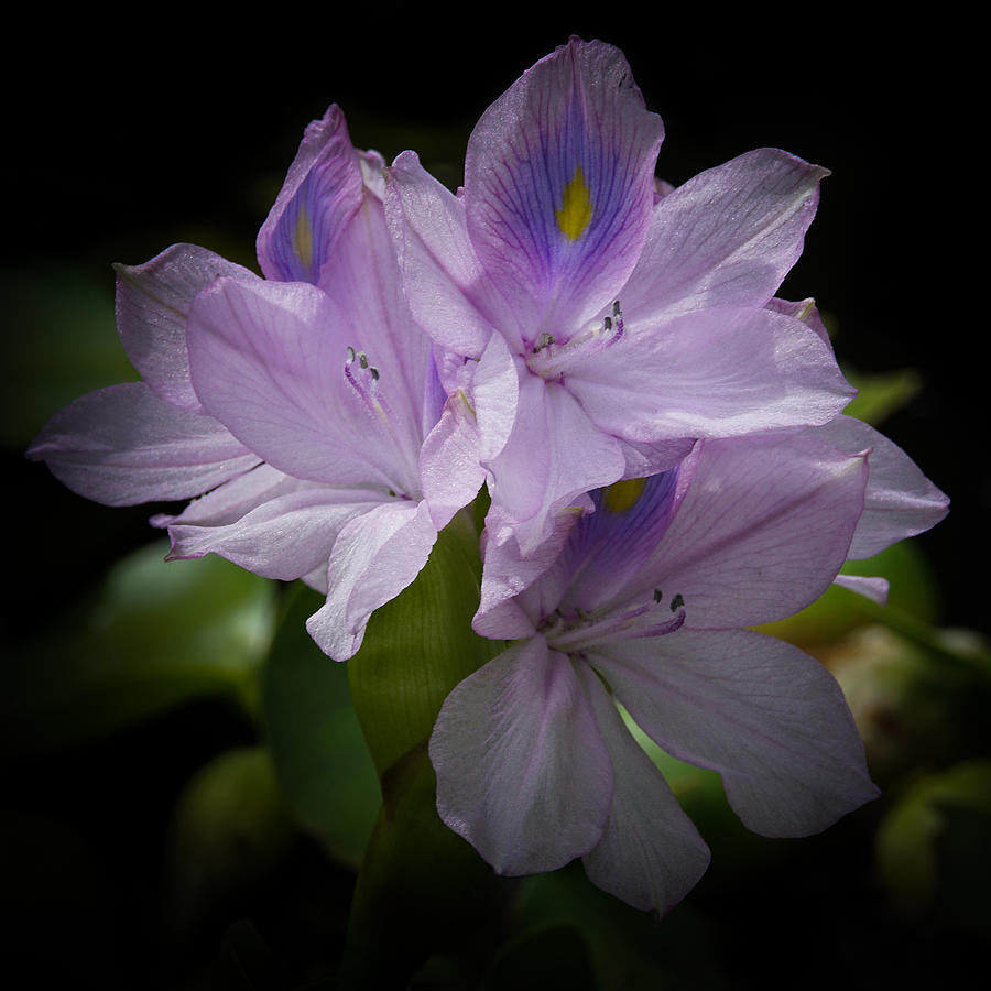Flower Photograph - Water Hyacinth by Ernest Echols