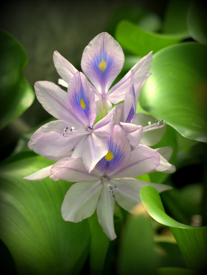 Water Hyacinth Flower  Eichhornia crassipes Photograph by Nathan Abbott