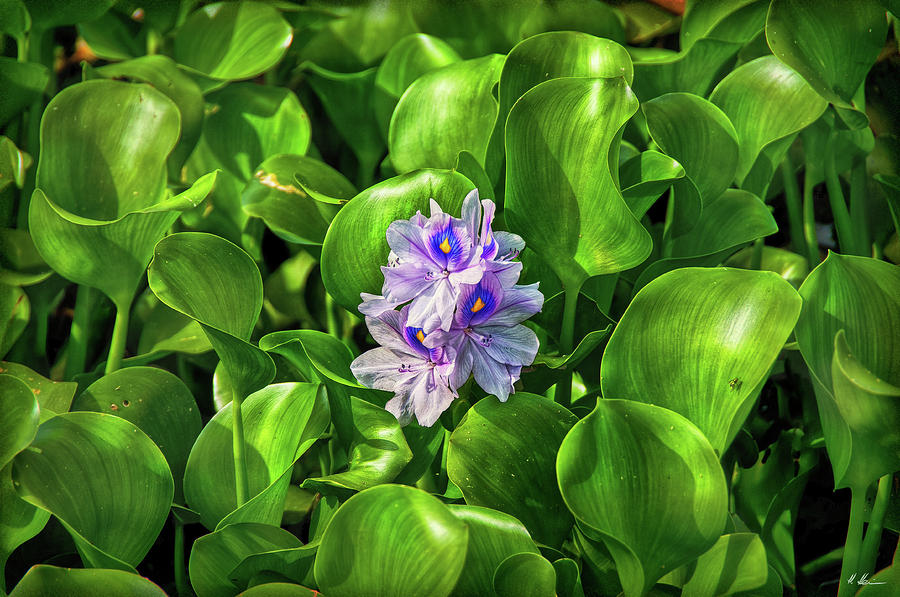 Water Hyacinth Photograph by Hanny Heim