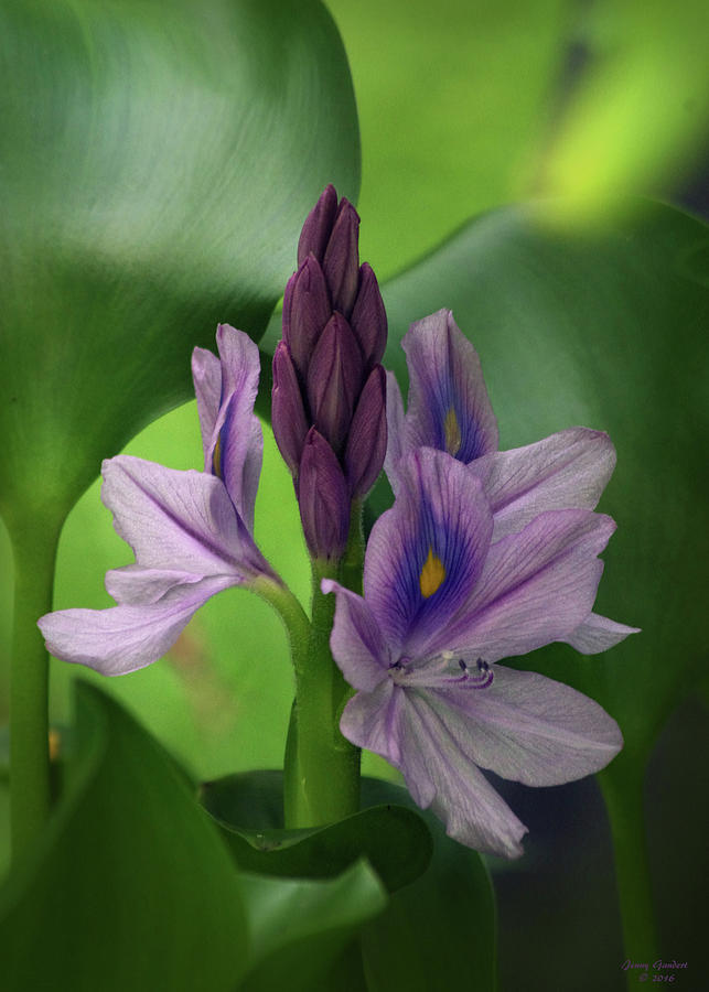 Water Hyacinth Photograph