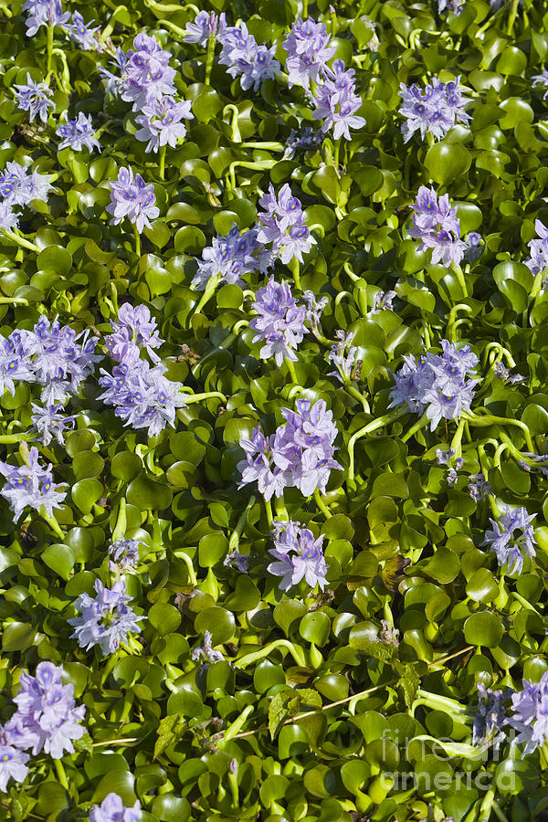 Water Hyacinth Photograph by Juan Silva