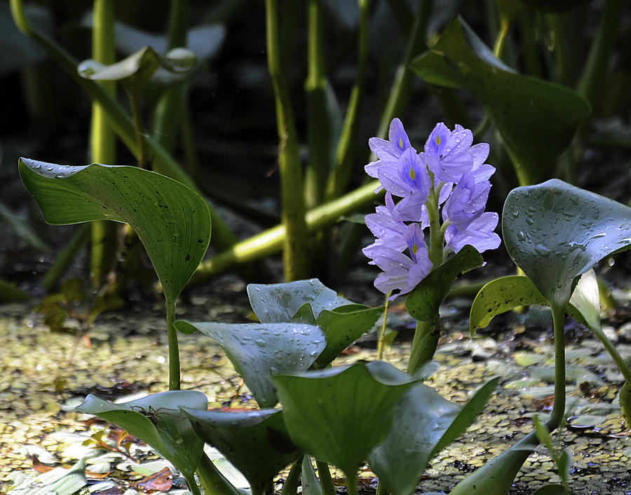 Water Hyacinth Photograph by Keith Lovejoy
