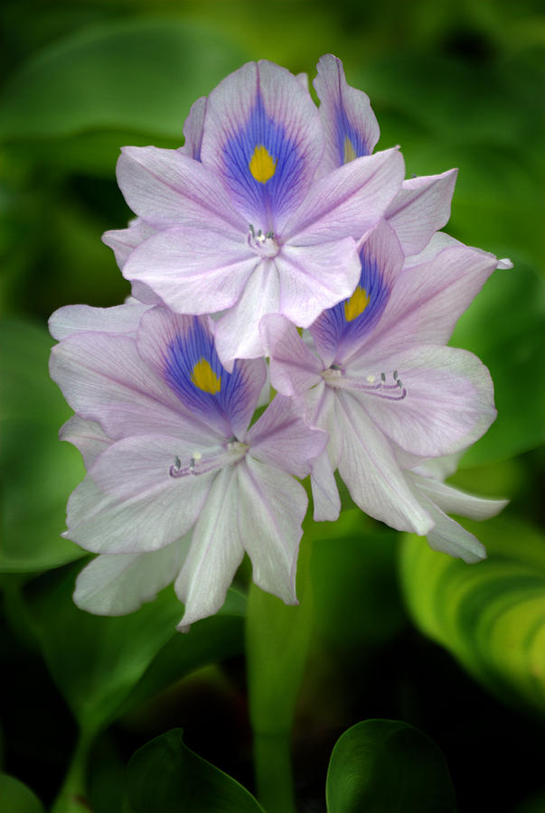 Nature Photograph - Water Hyacinth by Nathan Abbott