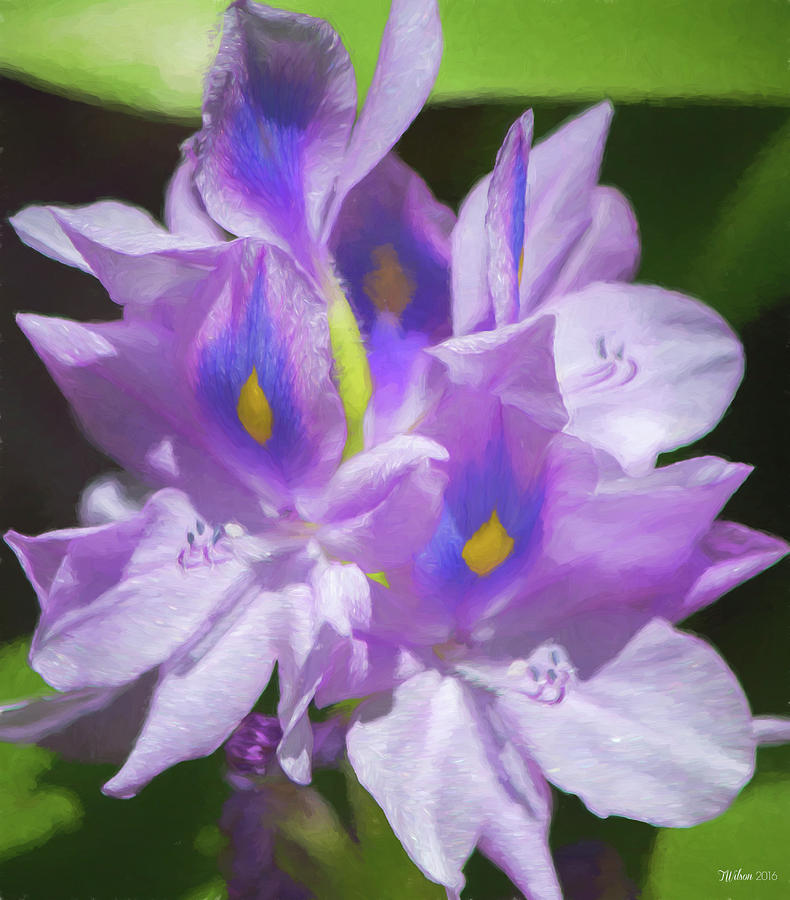 Water Hyacinth Painterly 2 Photograph by Teresa Wilson