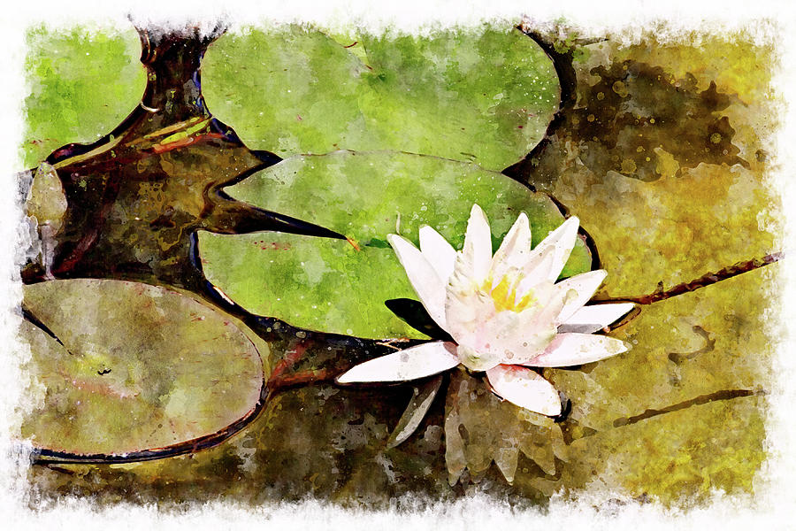Water Hyacinth Two WC Digital Art by Peter J Sucy