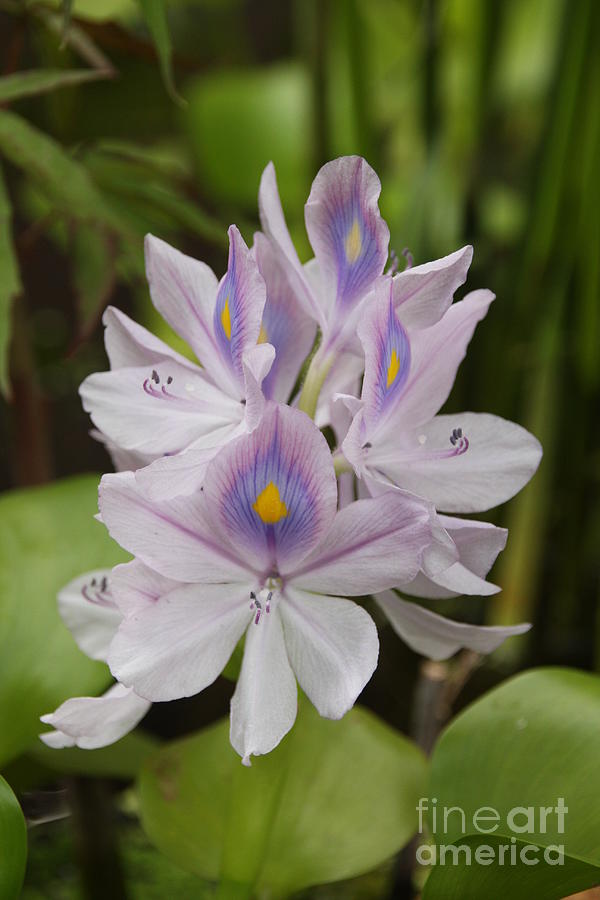 Water Hyacinth Photograph by Wendy Coulson