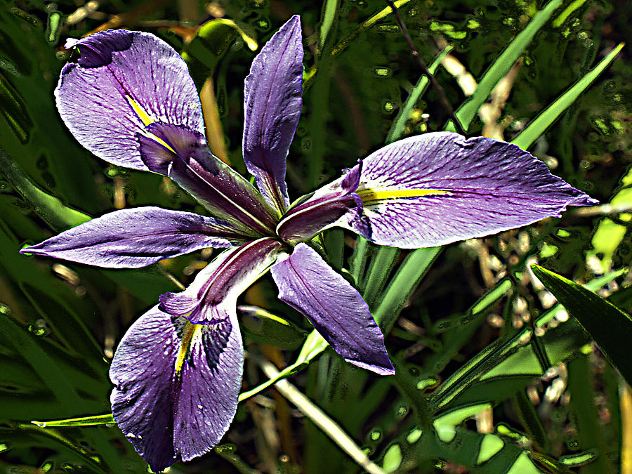 Water Iris Photograph by Bob Johnson