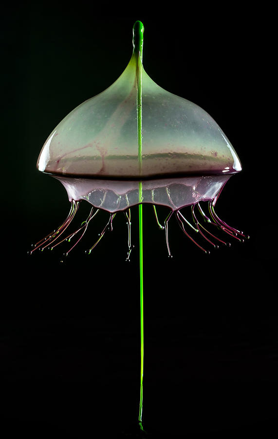 Water Jellyfish Photograph by Jaroslaw Blaminsky