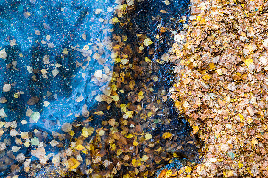 Water Meets Autumn Birch Photograph by John Williams