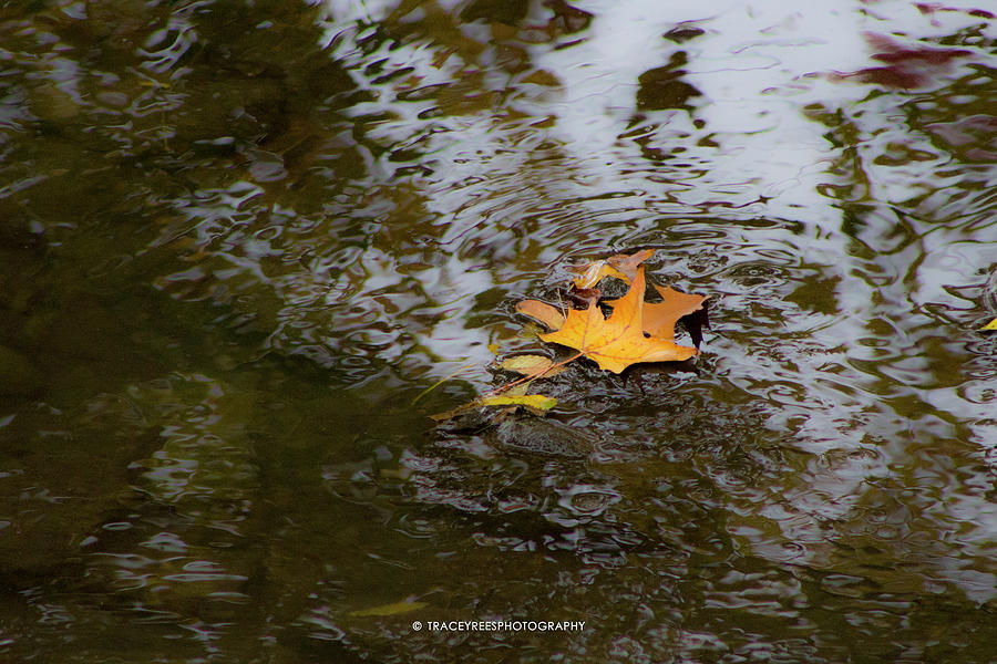 Fall Photograph - Water Leaf by Tracey Rees