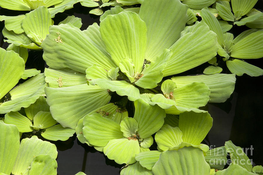 Water Lettuce Photograph - Water Lettuce by Inga Spence