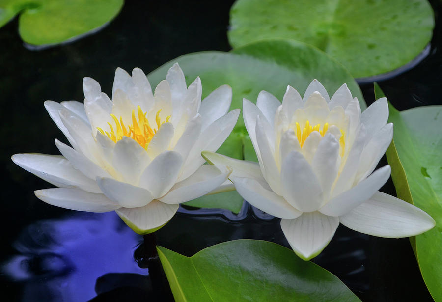 Water Lilies 040 Photograph by George Bostian