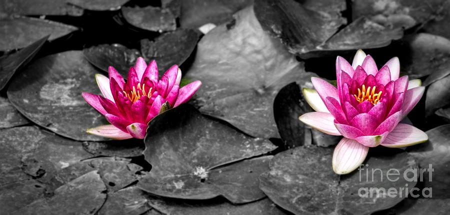 Water Lilies 1 Photograph by Steven Parker