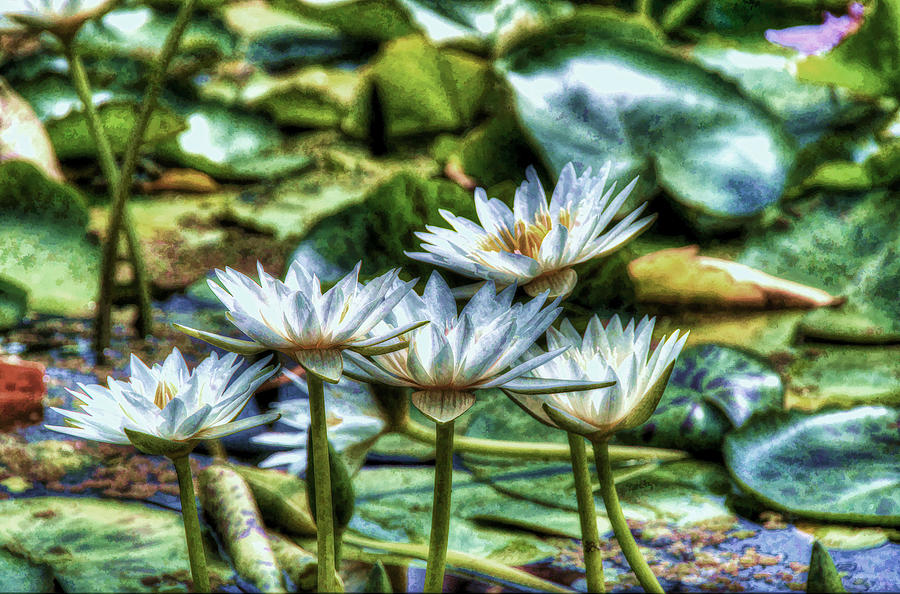 Nature Photograph - Water Lilies 10 by Allen Beatty