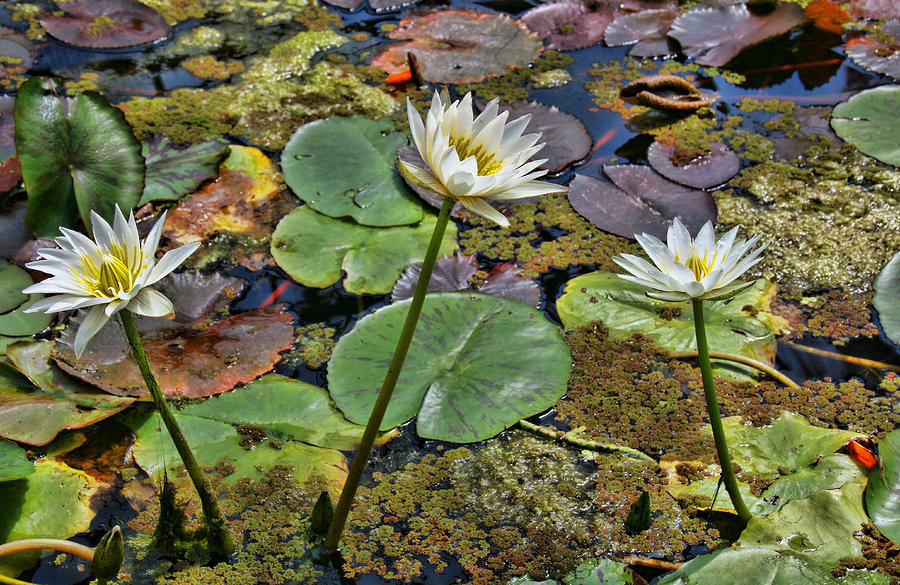 Flower Photograph - Water Lilies 11 by Allen Beatty