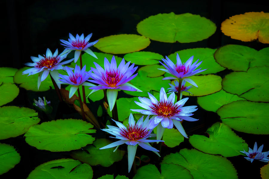 Water Lilies 18 Photograph by Kevin Argue