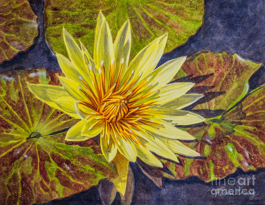 Flower Painting - Water Lilies 2 by Fiona Craig
