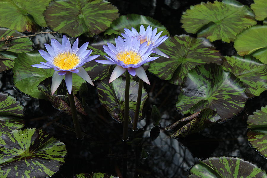Water Lilies 2 Photograph by Kevin Wheeler