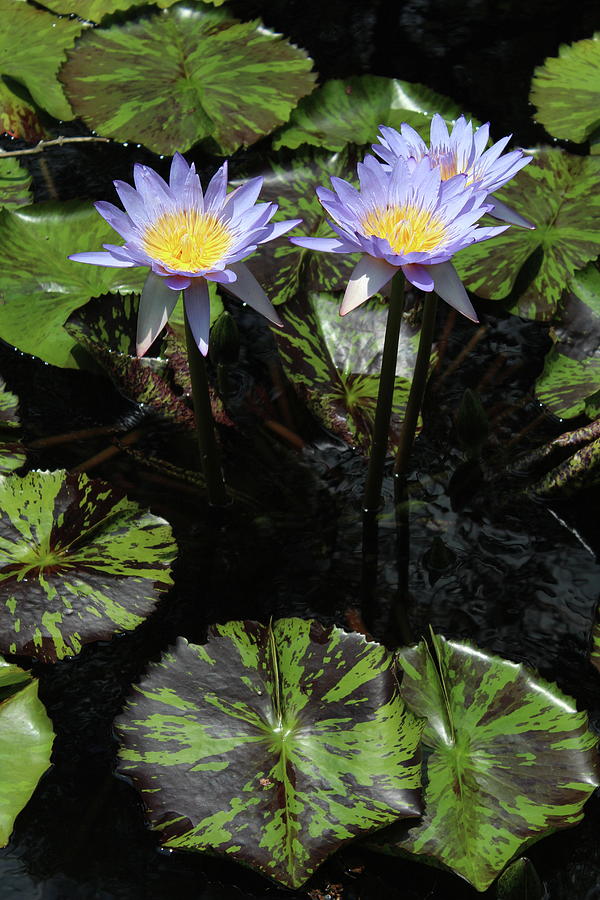Water Lilies 3 Photograph by Kevin Wheeler