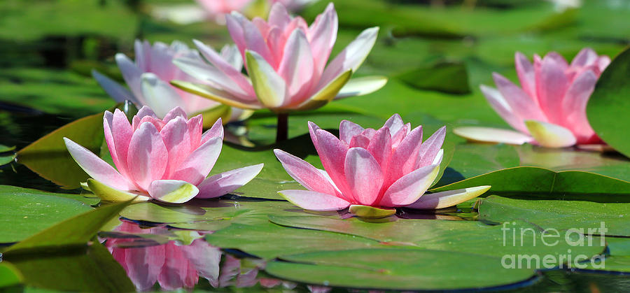 Water Lilies  3570  Photograph by Jack Schultz