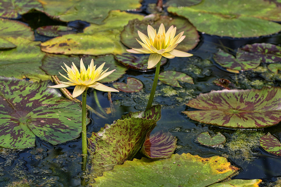 Nature Photograph - Water Lilies 7 by Allen Beatty