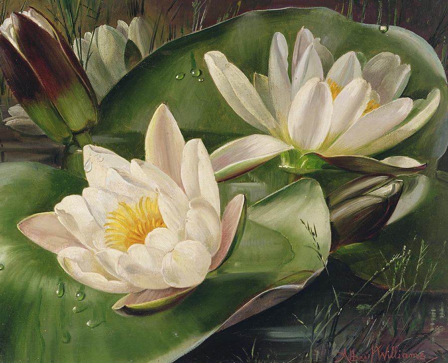 Nature Painting - Water Lilies by Albert Williams