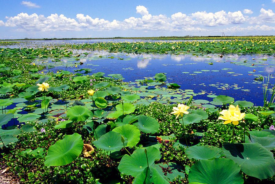 Water lilies along the Creole Nature Trail Photograph by Thomas R Fletcher
