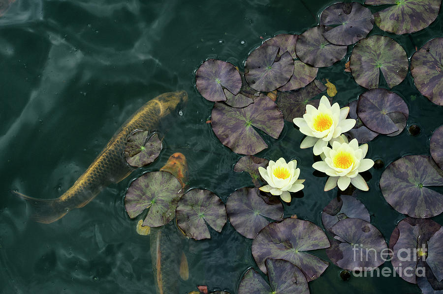 Fish Photograph - Water Lilies and Koi by Tim Gainey