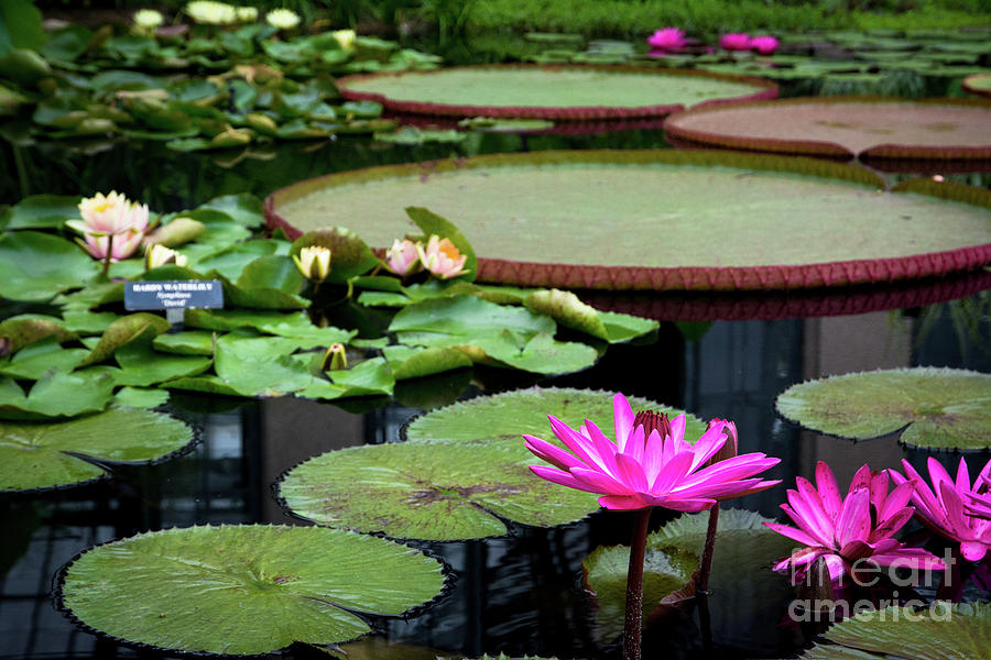 Water Lilies and Lily pads Photograph by Amy Cicconi