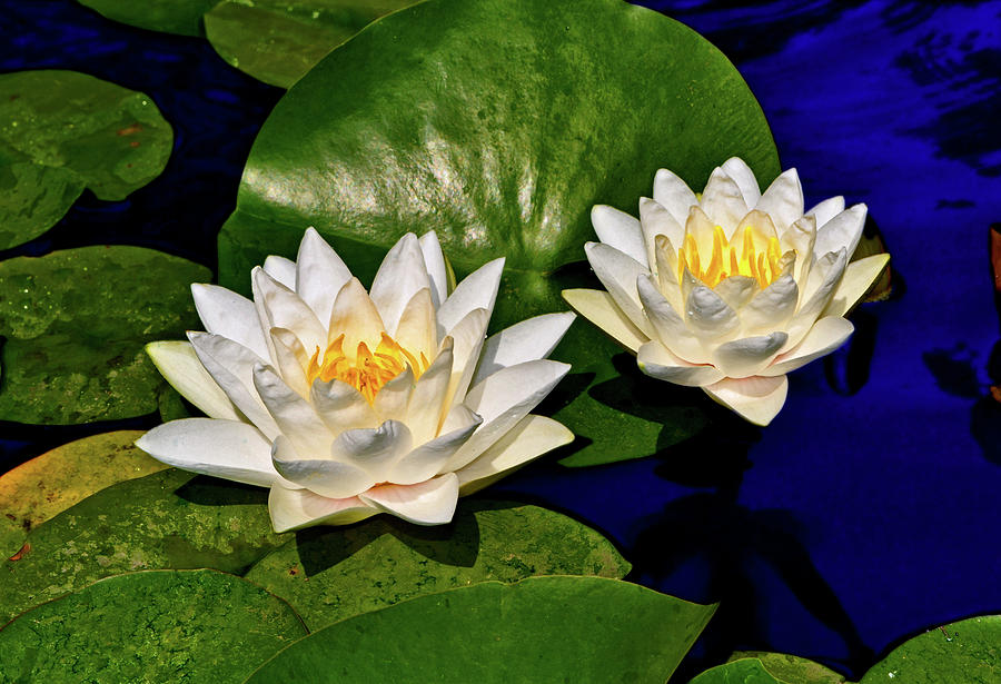 Water Lilies And Pads 003 Photograph by George Bostian