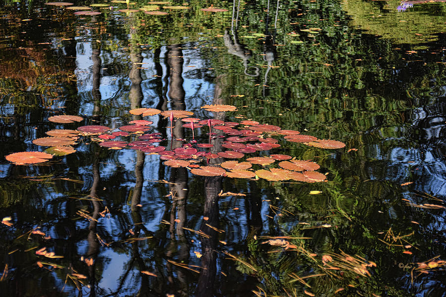 Water Lilies and Reflections Photograph by Paulette B Wright