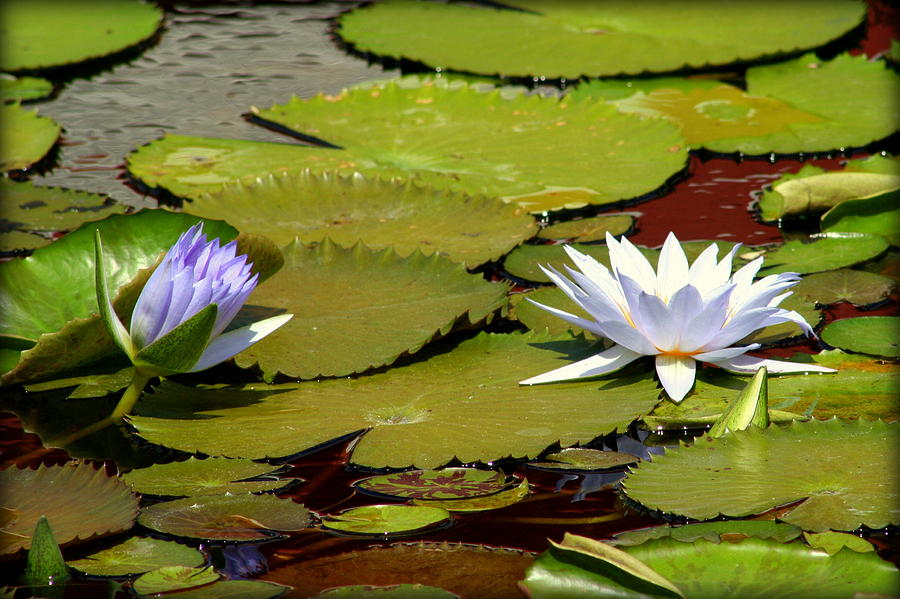 Lily Photograph - Water Lilies by Anita Hiltz