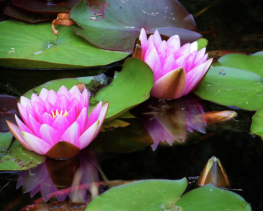 Water Lilies Photograph by Anthony Jones
