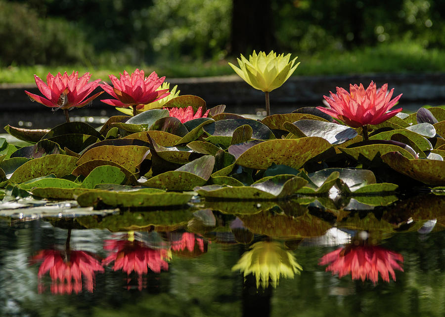 Water Lilies at the Jewel Box in Forest Park Photograph by Garry McMichael