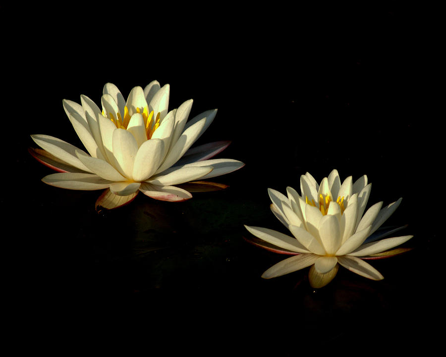 Lily Photograph - Water Lilies by Beth Vincent