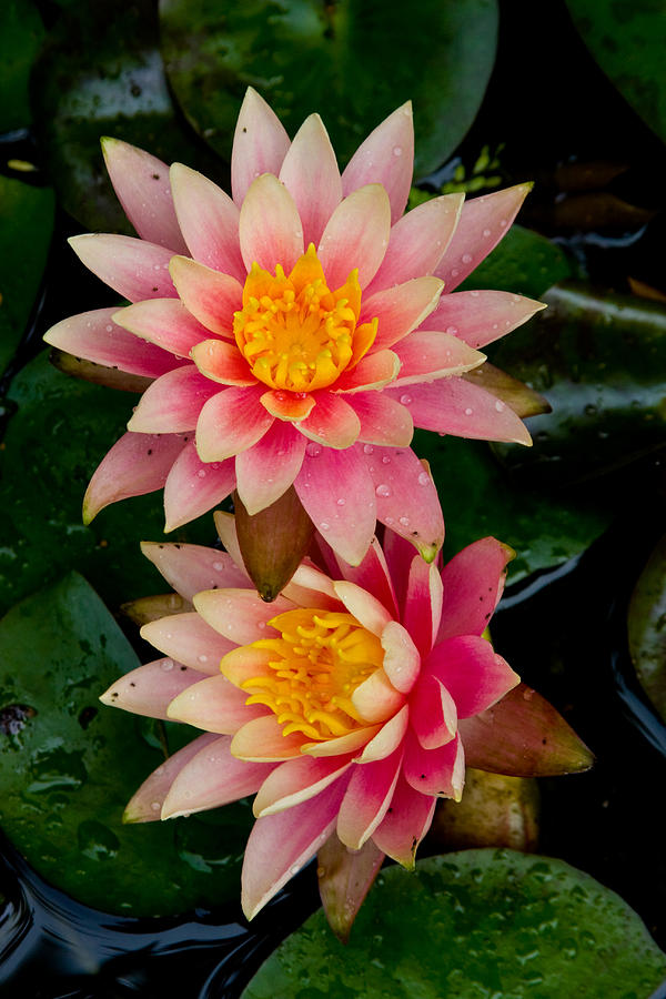 Water Lilies Photograph by Brent L Ander