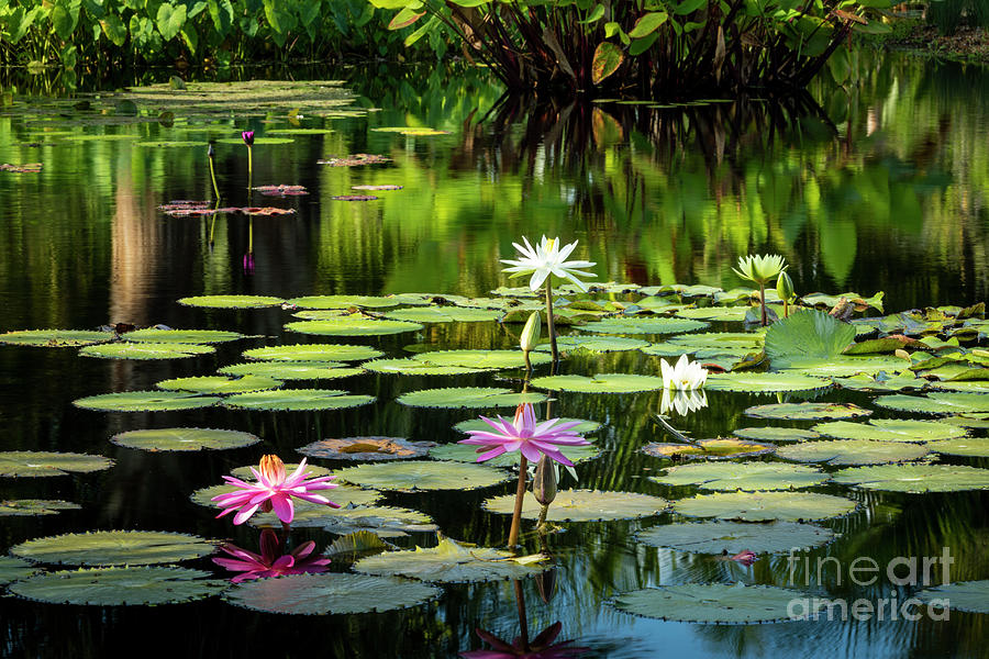 Water Lilies Photograph by Brian Jannsen