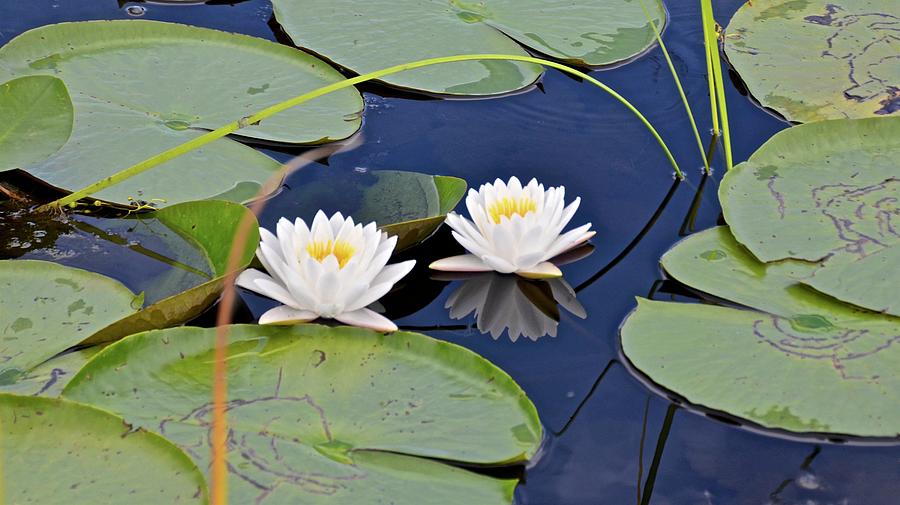 Water Lilies Photograph by Carol Bradley