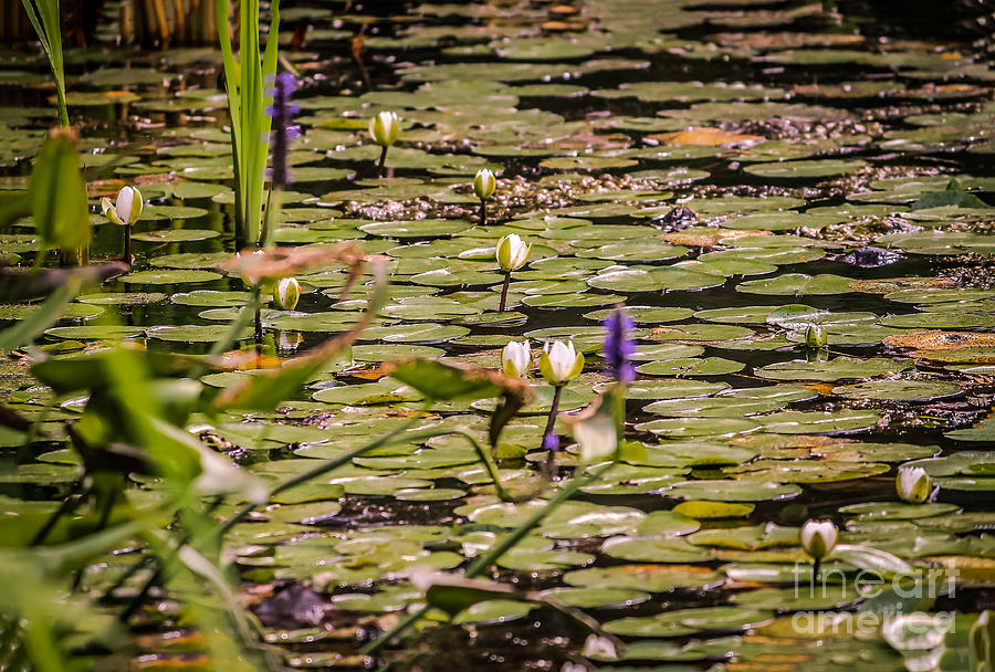 Water lilies Photograph by Claudia M Photography