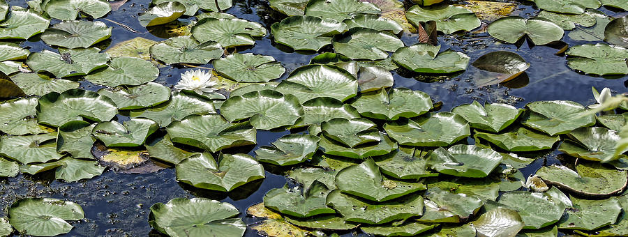 Water Lilies Photograph by Cricket Hackmann