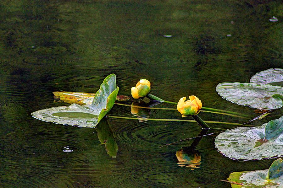 Water Lilies Photograph by David Matthews