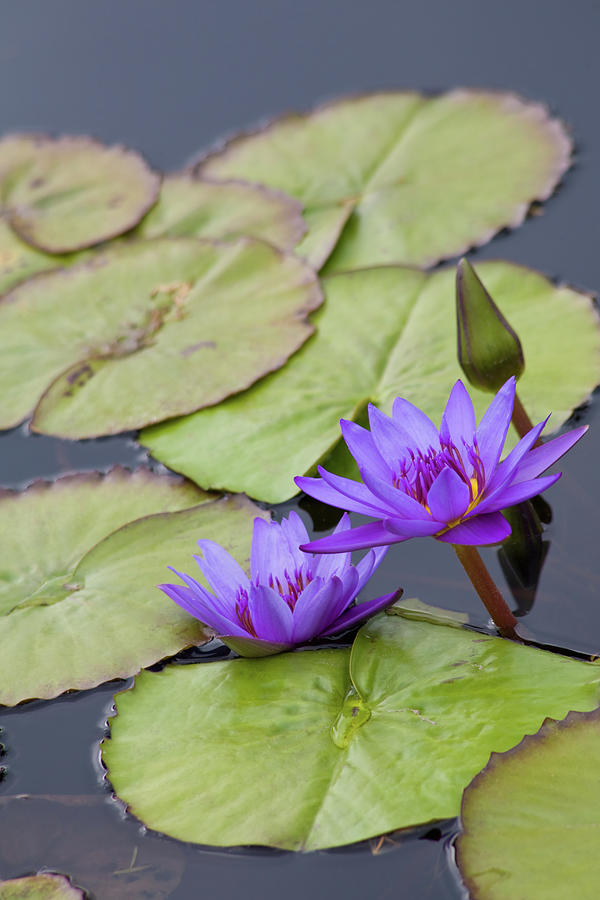 Nature Photograph - Water Lilies by Diane Macdonald