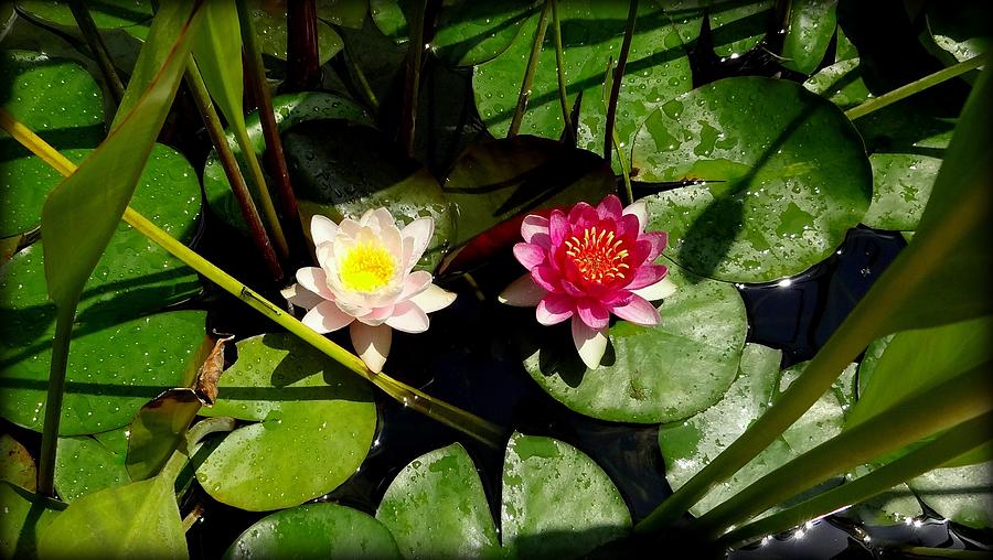 Water Lilies Photograph by Donna Spadola