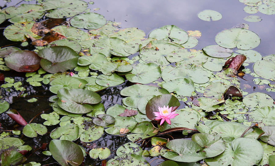 Water Lilies Photograph by Ellen Tully