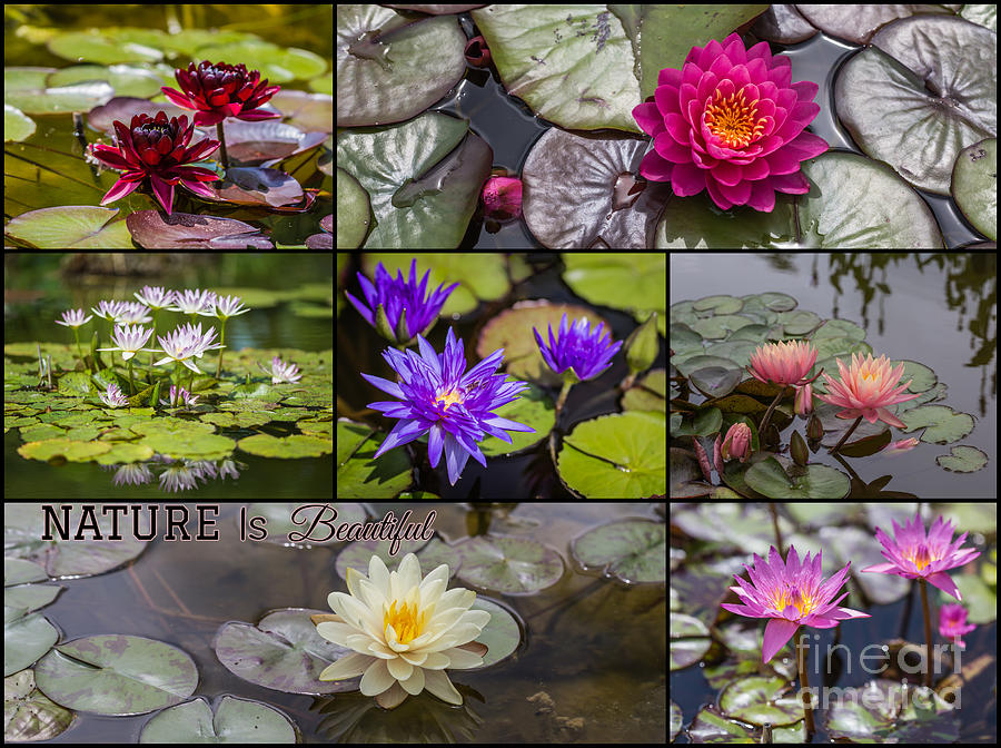 Summer Photograph - Water Lilies by Eva Lechner