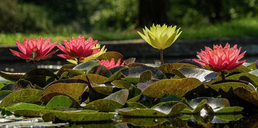 Water Lilies Photograph by Garry McMichael