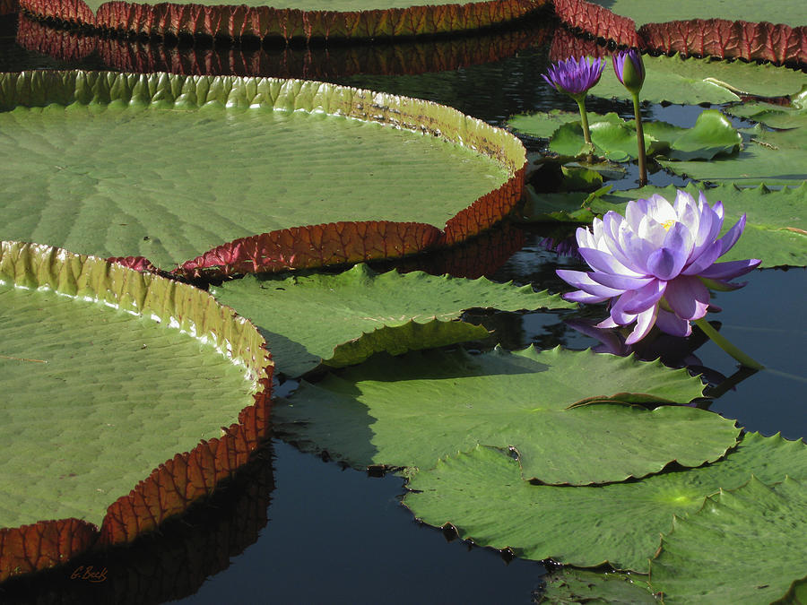 Water Lilies Photograph by Gordon Beck