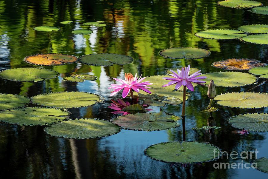 Water Lilies II Photograph by Brian Jannsen