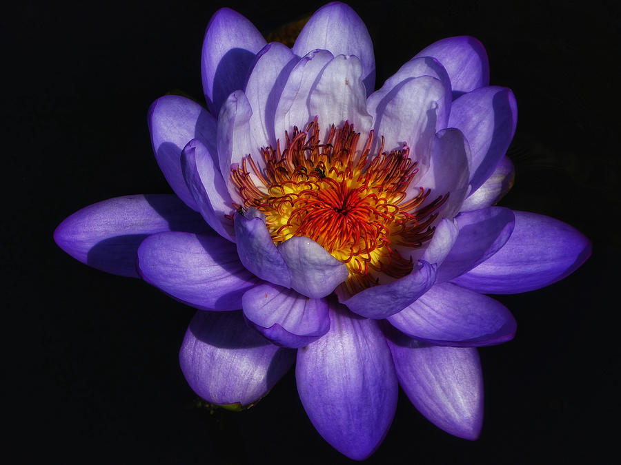 Water Lilies II Photograph by Kathi Isserman