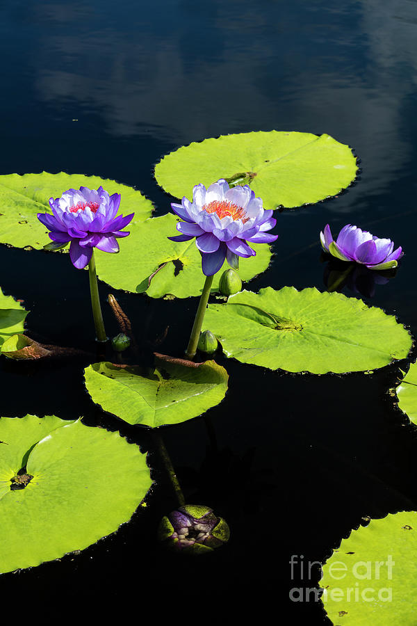 Water Lilies III Photograph by Brian Jannsen